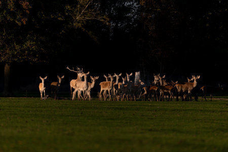 Herd of deer in a clearing at dusk. Bas Rhin, Alsace, France.の写真素材