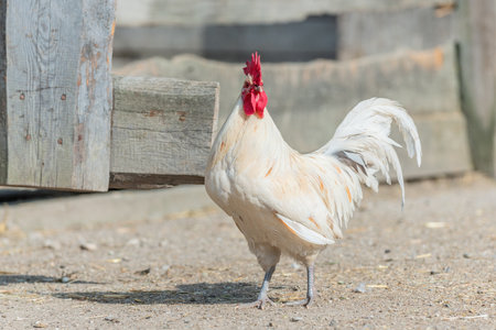 Rooster in a farmyard in the countryside. Bas Rhin, Alsace, Franceの写真素材