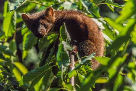 Pine marten (Martes martes) perched in a cherry tree searching for cherries in spring. Bas Rhin, Alsace, France, Europeの写真素材