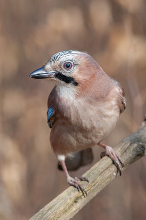 A bird is perched on a branch. The bird is brown and has a blue stripe on its back. Eurasian Jay (Garrulus glandarius). Bas Rhin, Alsace, France, Europe.の写真素材