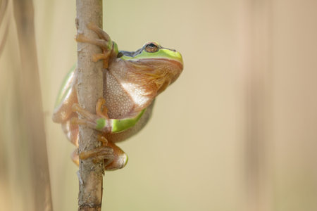 Common Tree Frog (Hyla arborea) perched in vegetation at the edge of the forest.Bas Rhin, Alsace, Grand Est, Franceの写真素材