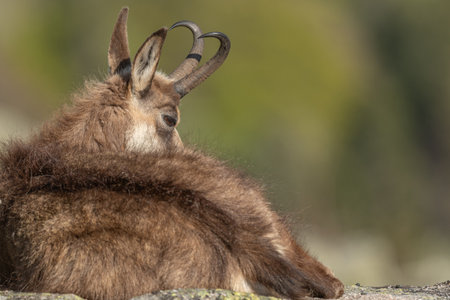 Chamois (Rupicapra rupicapra) during spring molt. Hohneck, Vosges, Alsace, France, Europe.の写真素材