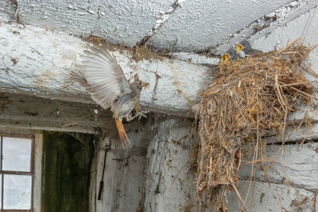 Black Redstart (Phoenicurus ochruros) in flight to feed their chicks in the nest in an old stable....