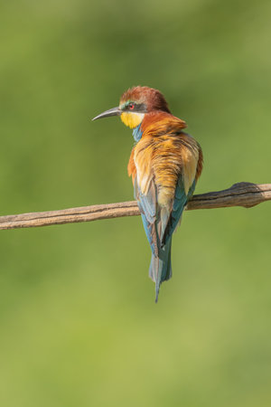 European bee-eater (Merops apiaster) on a branch during breeding period in spring. Jechtingen,...
