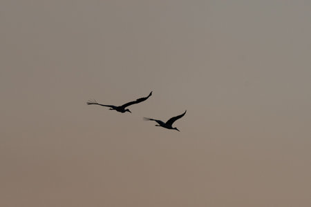 Two majestic birds White Stork (Ciconia ciconia) fly together in sky with twilight, standing out on...