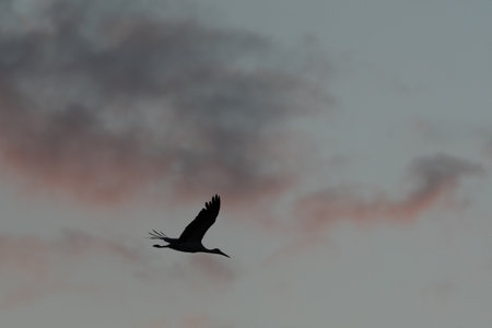 Large bird white Stork (Ciconia ciconia) flies in evening sky, passing colorful clouds. Light of dusk illuminates his silhouette. Serene and peaceful moment. Bas Rhin, Alsace, Grand Est, Franceの写真素材