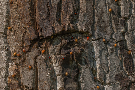 Large number of orange insects are scattered on rough bark of tree. Sunlight illuminates their presence in nature. Setting is peaceful. Bas Rhin, Alsace, France, Europe.の写真素材