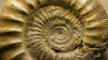 Fossil of ammonite. Macro shot of an ammonite fossil, possessing the typically ribbed spiral-form shellの写真素材