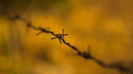 Rusty barbed wire. Detail shot.の写真素材