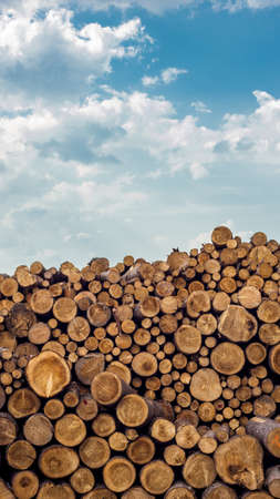Pile of stacked wood logs with the sky as background.の写真素材