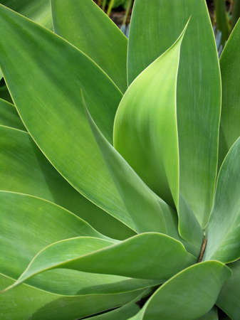 Agaveの写真素材