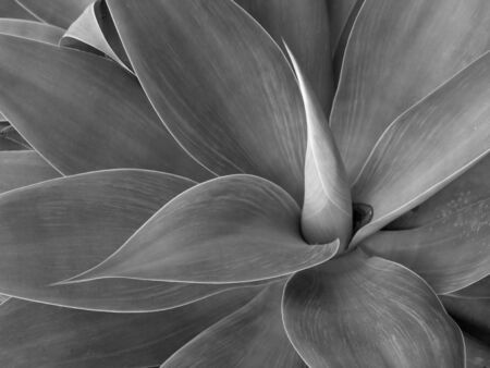 Agave in Black and Whiteの写真素材