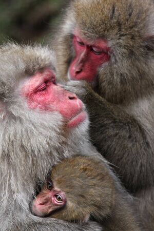 Snow Monkey at Jigokudani near Nagano, Japanの写真素材