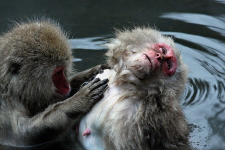 Snow Monkey at Jigokudani near Nagano, Japan