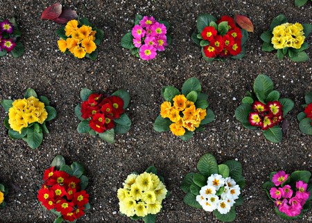 Colourful flowers in a garden bedの写真素材
