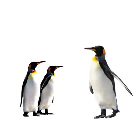 Two King Penguins at Volunteer Point on the Falkland Islandsの写真素材