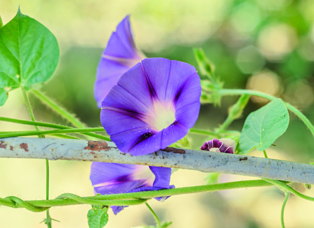 Ipomoea purpurea mauve blue flower, the purple, tall, or common morning glory, close up