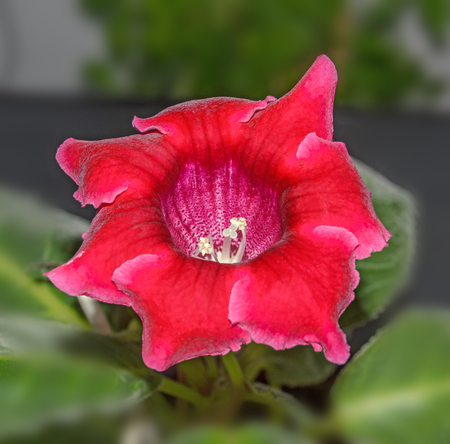 Purple gloxinia flower, family Gesneriaceae, close up.の写真素材