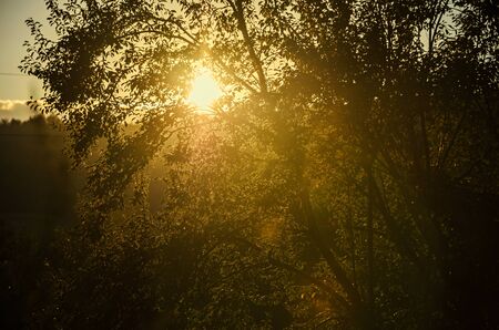 Sunset, dawn, rays and silhouette trees, colored sky.