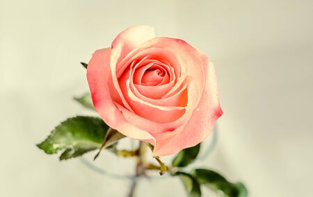Pink orange rose flower, pattern petals, close up.の写真素材