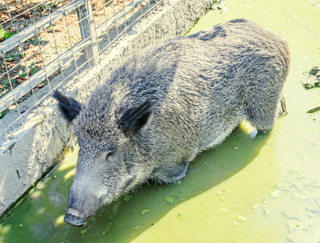 Wild boar portrait close up in the water mud.の写真素材