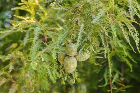 Baby green pine cone, seeds, branch needles, outdoor close upの写真素材