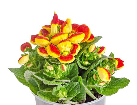 Yellow with red Cypripedium calceolus, lady's-slipper orchid, genus Cypripedium, isolatedの写真素材