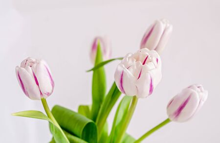 Light pink with stripes tulips flowers, bouquet, bunch, isolated on white background.の写真素材