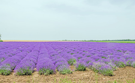BALCHIK, BULGARIA - JUNE 20, 2016. Field of mauve, purple Lavandula angustifolia, lavender, most commonly True Lavender or English lavender, garden lavender, family Lamiaceae.のeditorial素材