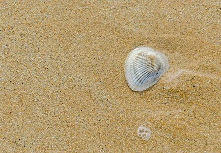 Many type of sea shells on the beach sand, Black Sea shore, texture outdoor