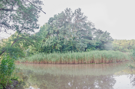 ALBENA, BULGARIA - JUNE 16, 2016. The natural reservation Baltata, delta, from Albena, Bulgaria, Europe with wild vegetation, river and forest treesのeditorial素材
