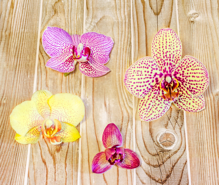 Many types, collection of orchids flowers, purple, white, blue, yellow, pink. Orchidaceae, Phalaenopsis known as the Moth Orchid, abbreviated Phal. Wood background, isolated.の写真素材