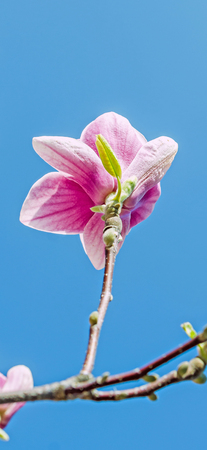 Magnolia tree pink, purple flowers, blue sky, outdoor, spring time.の写真素材