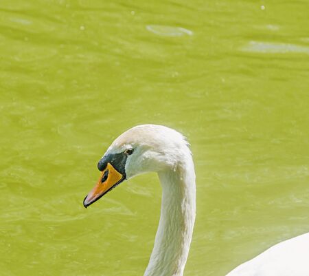 White swan head with orange beak, feathers, close up, isolated on water backgroundの写真素材