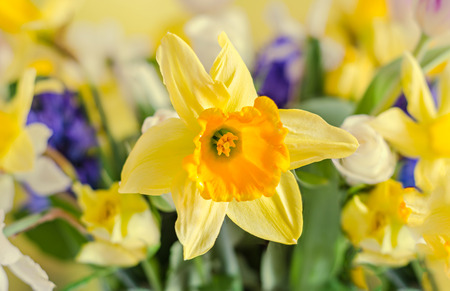 Yellow, orange daffodil flower, narcissus, close up, bokeh floral background.の写真素材