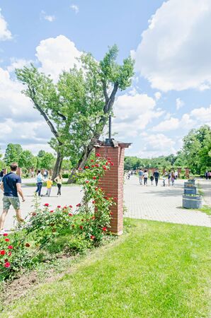 BUCHAREST, ROMANIA - MAY 15, 2016. The public park Herastrau with red bush roses, green grass, blue clouds sky.のeditorial素材