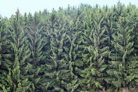Green pine forest on the Transalpina road,  Parang Mountains group, highest road of the Carpathian Mountains.の写真素材