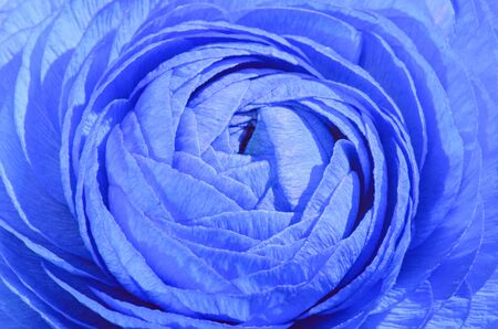 Blue Ranunculus flower, Ranunculaceae family. Genus include the buttercups, spearworts, and water crowfootsの写真素材