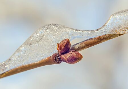Tree branches covered with snow and ice, snow tree, pattern, texture, close up.の写真素材