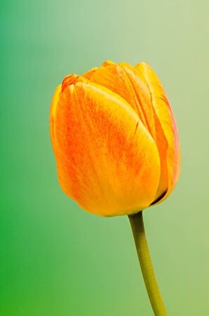Red, yellow and orange tulip flower  close up, isolatedの写真素材