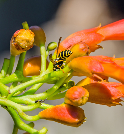 Red, orange Campsis radicans flowers with bee, trumpet vine or trumpet creeper, also known as cow itch vine, hummingbird vine or "Luleaua turcului".の写真素材