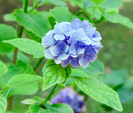 Blue hydrangea or hortensia flower, green plant bush, close up