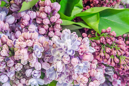 Purple, pink and white Syringa vulgaris (lilac or common lilac) flowers, close up, gradient bokeh background.の写真素材