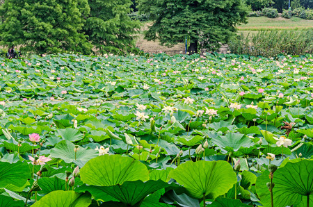 Pink, white, yellow nuphar flowers, green field on lake, water-lily, pond-lily, spatterdock, Nelumbo nucifera, also known as Indian lotus, sacred lotus, bean of India, lotus.の写真素材