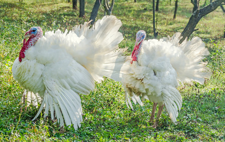 White turkeys bird, close up, outdoor, sun rays light, country sideの写真素材