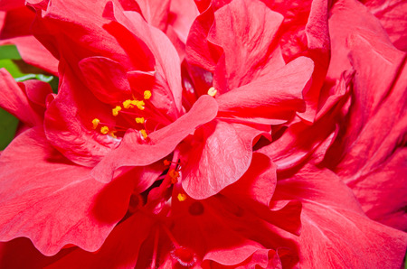 Hibiscus rosa-sinensis red flower, known as Chinese hibiscus, China rose, Hawaiian hibiscus, shoeblackplant.の写真素材