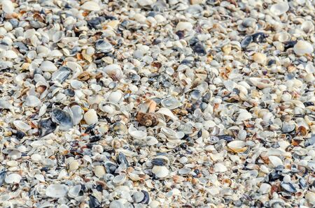 Sea shells in the beach sand, near blue water, close up, bokeh background.