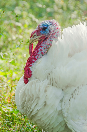 White turkey bird, close up, outdoor, sun rays light, country sideの写真素材