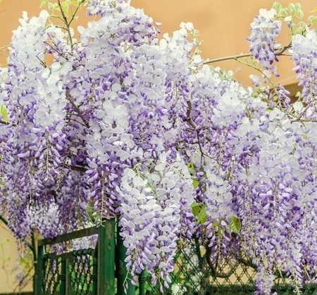 Mauve Wisteria sinensis (Chinese wisteria), Glicina tree flowers, close up.の写真素材
