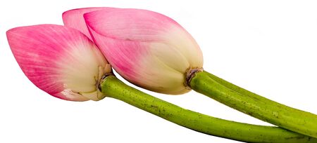 Pink lotus flowers, water lily bud, close up, isolatedの写真素材